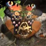 DiamantenrÃ¤uber - Hitchhiker - Wally's Groove World - House